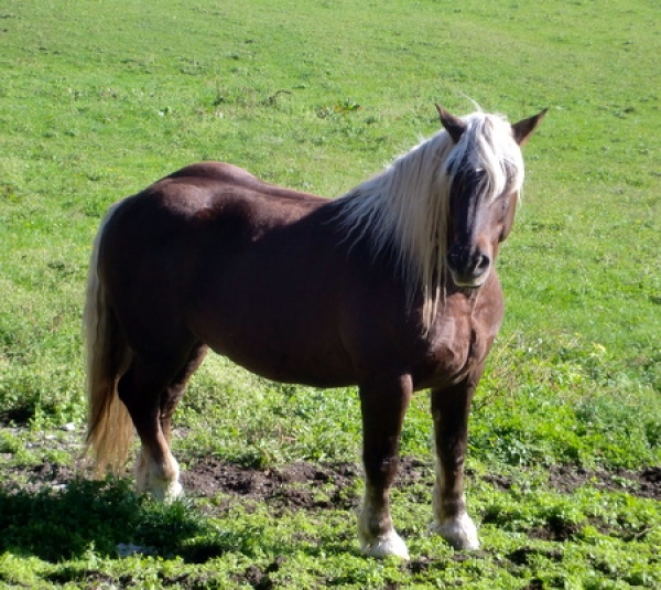 Noriker