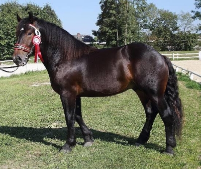 Hengst Fischer Elmar XV bester Hengst