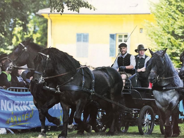 Landeshengstschau 2015